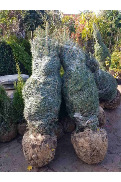 Ялина колюча Костер - ком55кг/вис.140-160см/Ø70-80см